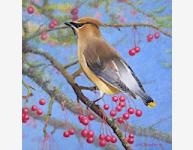 CedarWaxwing200copy