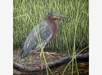 GreenHeron500