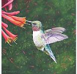 Hummingbird300