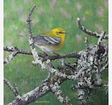 PineWarbler200