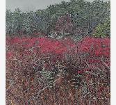 WinterberryandWildRose500