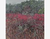 WinterberryandWildRose500